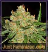 JustFeminized.com Just Jack