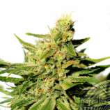 Kannabia Seeds BCN Diesel CBD