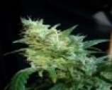 Kannabia Seeds BCN Diesel