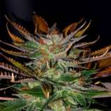 Kannabia Seeds Mc Early