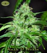 Karma Genetics Kush O Nesia