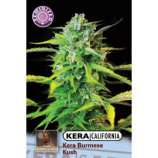 Kera Seeds Burmese Kush