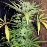 Kingdom Organic Seeds Chunky Cherry Malawi