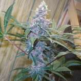 Kingdom Organic Seeds Poison Durban Elixir