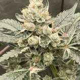 Knock Out Genetics KnockOut Dawg