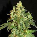 Linda Seeds Auto Giant Devil XL