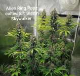 Lions Den Genetics Alien Ring Popz