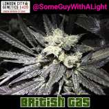 London City Genetics British G.A.S