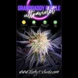 Lucky 13 Seed Company Granddaddy Purple Ultraviolet
