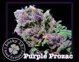 Lucky 13 Seed Company Purple Prozac