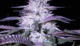 MTG Seeds Godfather Kush