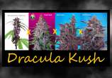 MadCat's Backyard Stash Dracula Kush