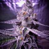 Mad Scientist Genetics Girl Scout Candy BX1