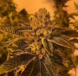 Mad Scientist Genetics Platinum Girl Scout Candy BX1