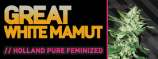 Mamut Seeds Great White Mamut