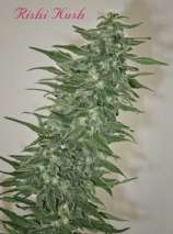 Mandala Seeds Rishi Kush