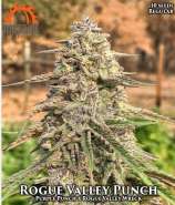 Massive Seeds Rogue Valley Punch