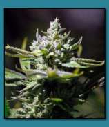 Matanuska Thunder Seeds OG Glue Sniffer