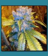 Matanuska Thunder Seeds Orange Sizzurp