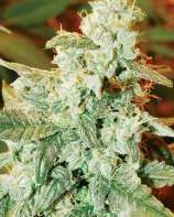 Medicann Seeds Kush Fromage Auto