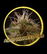 Mr. Hide Seeds Auto WinWeed CBD