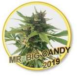 Mr. Hide Seeds Mr. Big Candy
