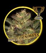 Mr. Hide Seeds Mr. Eiden Mass