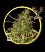 Mr. Hide Seeds Mr. Weed Mass