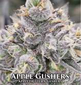 Nasha Genetics Apple Gushers