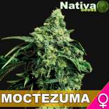 Nativa Seeds Moctezuma