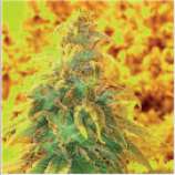 Natural Genetics Seeds Honey Lemon Cheese