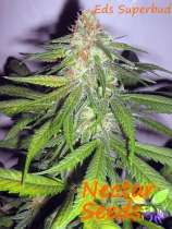 Nectar Seeds Eds Superbud