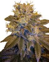 Next Generation Seed Company Grapefruit Kush