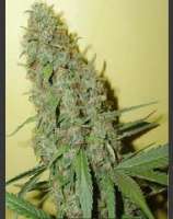 Nirvana Seeds Swiss Cheese