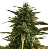 One Premium CBD Seeds Rocky Mountain Berry CBD