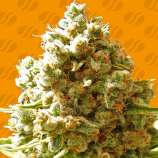 Original Sensible Seeds Pure Kush