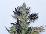 Paisa Grow Seeds Paisa CBD