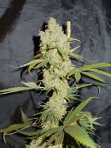 Paisa Grow Seeds Super Choco