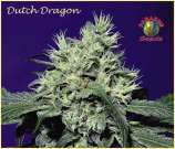 Paradise Seeds Dutch Dragon