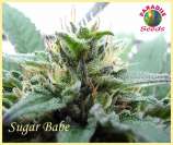 Paradise Seeds Sugar Babe