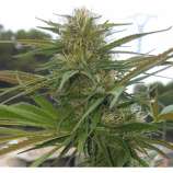 PEV Seeds Bank Piensa En Black Domina Auto