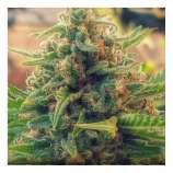 PEV Seeds Bank Piensa En Jack Herer