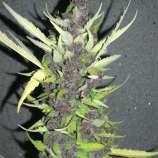 PEV Seeds Bank Piensa En Purple Auto