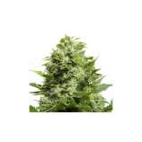 PEV Seeds Bank Piensa en Cheese