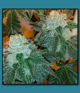 Pisces Genetics Grape Cookies