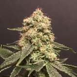 Pot Valley Seeds Frosty Purps