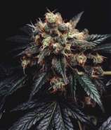 Pukka Seeds Armageddon Skunk