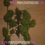 Purple Caper Seeds Rocket Science