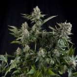 Pyramid Seeds White Widow CBD