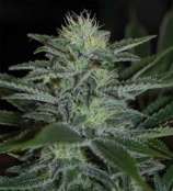 Pyramid Seeds White Widow